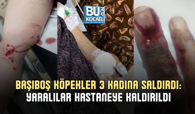BAŞIBOŞ KÖPEKLER 3 KADINA SALDIRDI: YARALILAR HASTANEYE KALDIRILDI