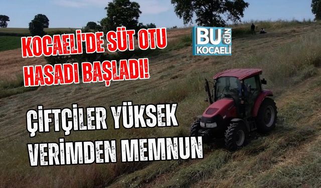 KOCAELİ'DE SÜT OTU HASADI BAŞLADI! ÇİFTÇİLER YÜKSEK VERİMDEN MEMNUN