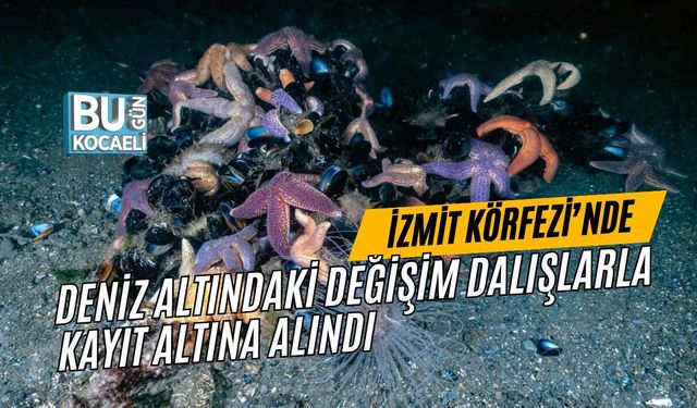 İZMİT KÖRFEZİ’NDE DENİZ ALTINDAKİ DEĞİŞİM DALIŞLARLA KAYIT ALTINA ALINDI