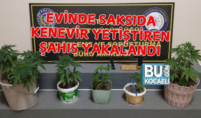 EVİNDE SAKSIDA KENEVİR YETİŞTİREN ŞAHIS YAKALANDI