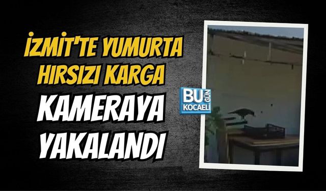 İZMİT'TE YUMURTA HIRSIZI KARGA KAMERAYA YAKALANDI