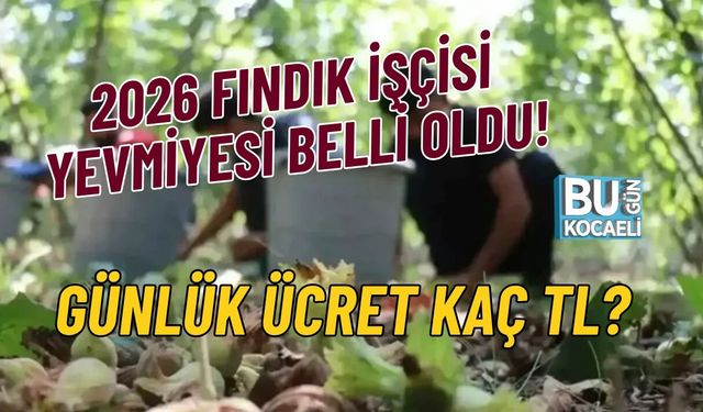 2026 FINDIK İŞÇİSİ YEVMİYESİ BELLİ OLDU! GÜNLÜK ÜCRET KAÇ TL?