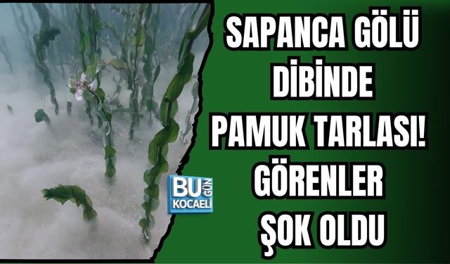 SAPANCA GÖLÜ'NÜN DİBİNDE PAMUK TARLASI! GÖRENLER ŞOK OLDU