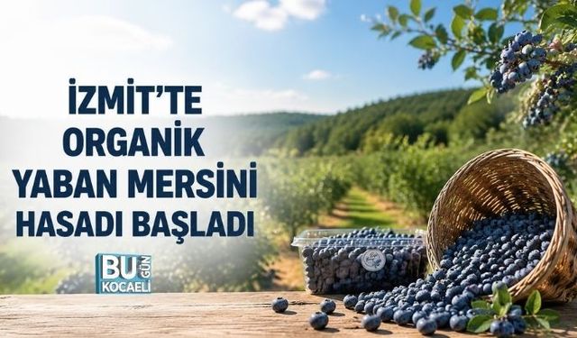 İZMİT'TE ORGANİK YABAN MERSİNİ HASADI BAŞLADI