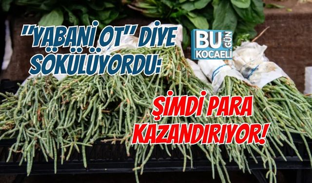 "YABANİ OT" DİYE SÖKÜLÜYORDU:  ŞİMDİ PARA KAZANDIRIYOR!
