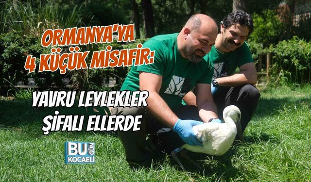 ORMANYA’YA 4 KÜÇÜK MİSAFİR: YAVRU LEYLEKLER ŞİFALI ELLERDE