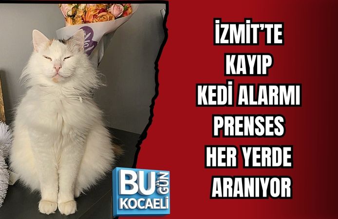 İZMİT’TE KAYIP KEDİ ALARMI: PRENSES HER YERDE ARANIYOR