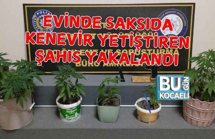 EVİNDE SAKSIDA KENEVİR YETİŞTİREN ŞAHIS YAKALANDI