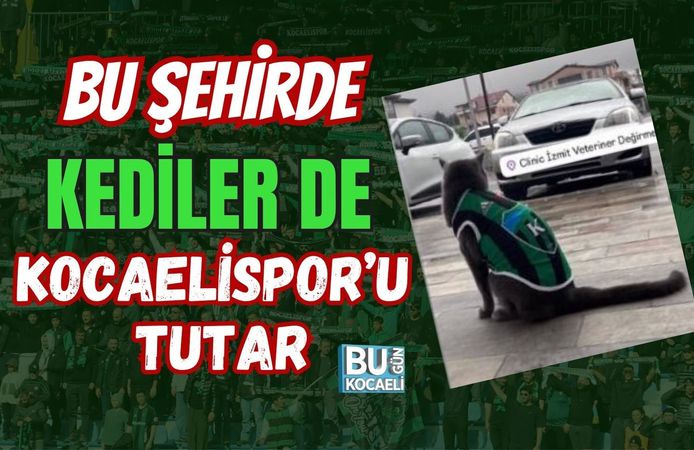 BU ŞEHİRDE KEDİLER DE KOCAELİSPOR’U TUTAR