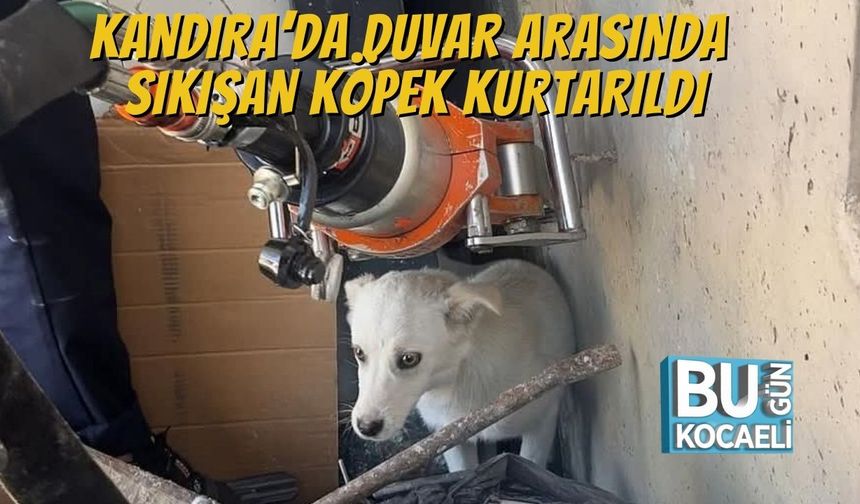 Kandıra’da Duvar Arasında Sıkışan Köpek Kurtarıldı