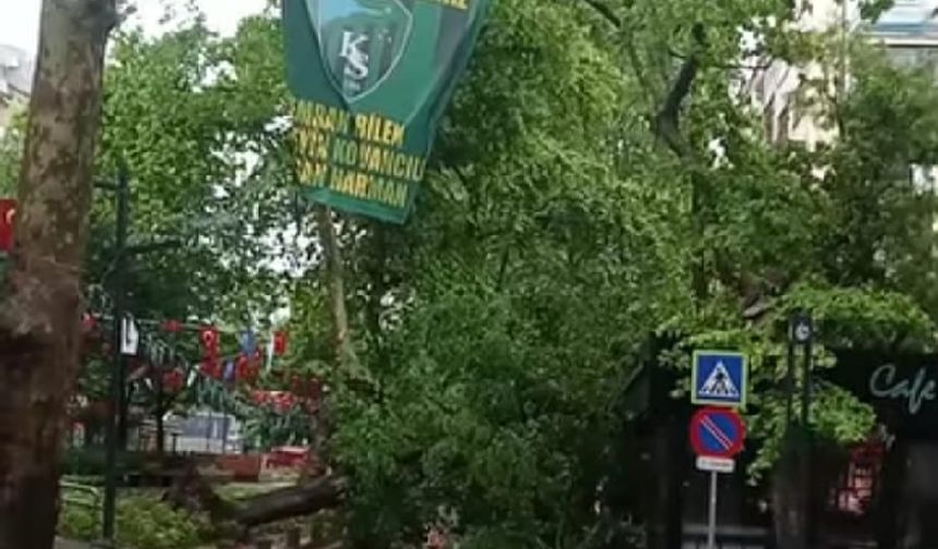 İzmit Yürüyüş Yolunda Asırlık Ağaç Devrildi
