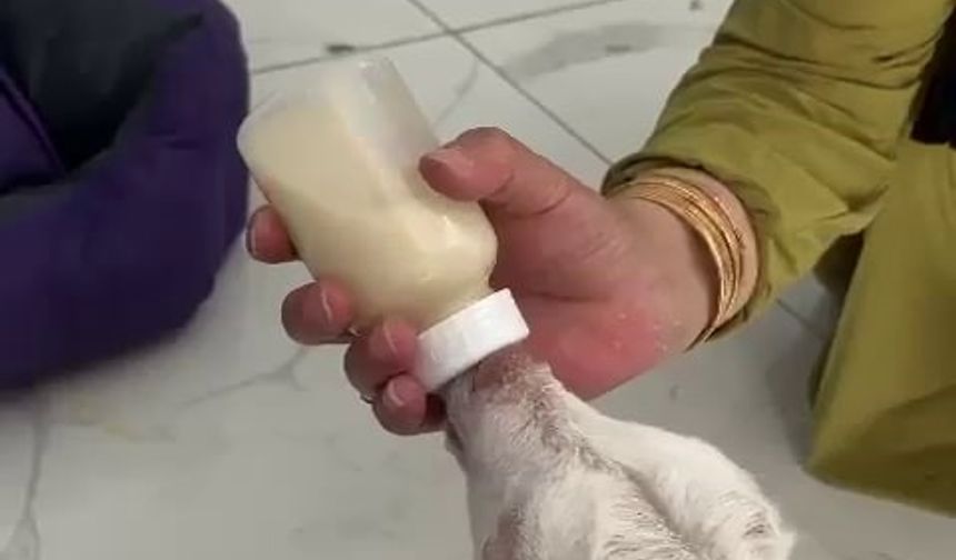 Evcil Hayvan Otelinin Sıra Dışı Misafiri: Biberonla Beslenip Kucakta Uyudu
