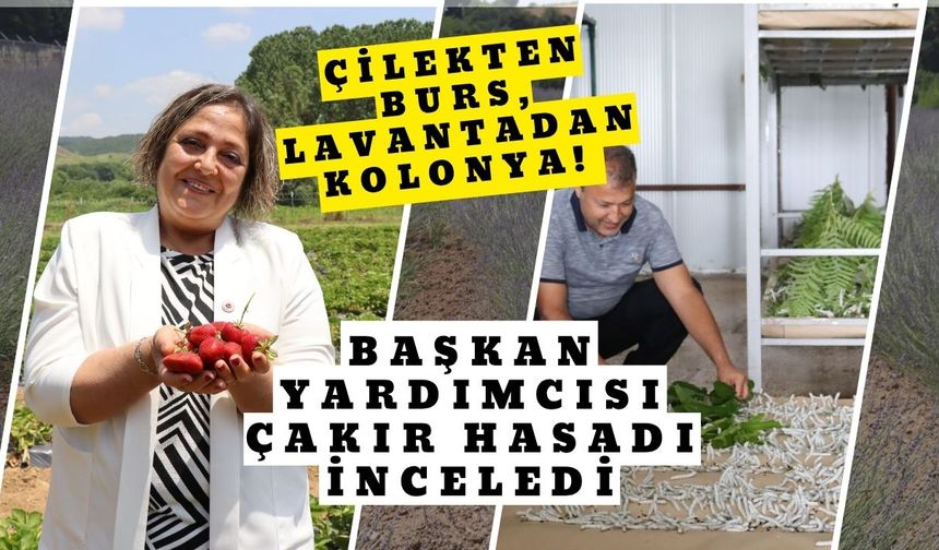 Çilekten Burs, Lavantadan Kolonya! Başkan Yardımcısı Çakır Hasadı İnceledi
