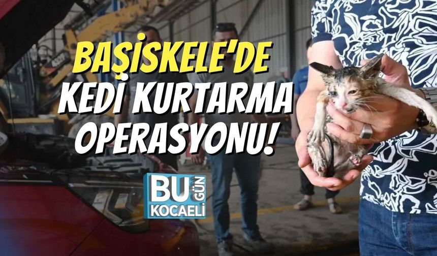 Başiskele’de Kedi Kurtarma Operasyonu!