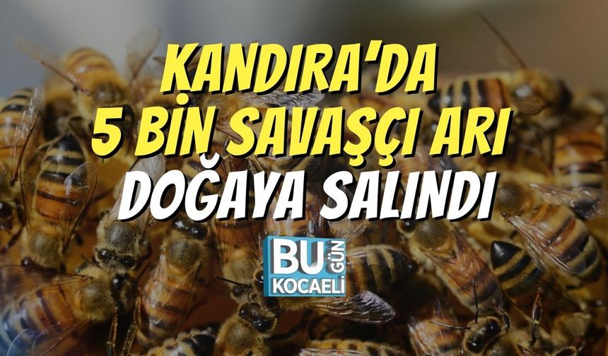 Kandıra’da 5 Bin Savaşçı Arı Doğaya Salındı