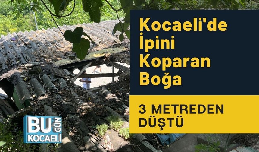 Kocaeli'de İpini Koparan Boğa 3 Metreden Düştü