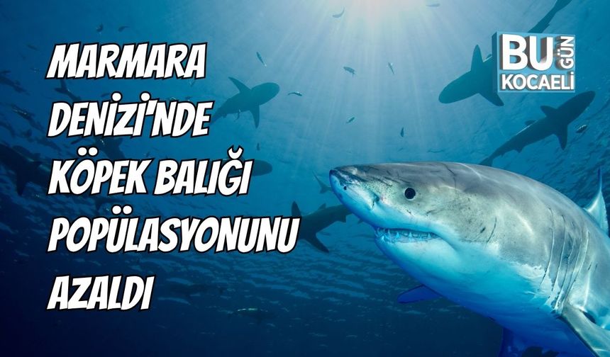 Marmara Denizi'nde Köpek Balığı Popülasyonunun Azaldı