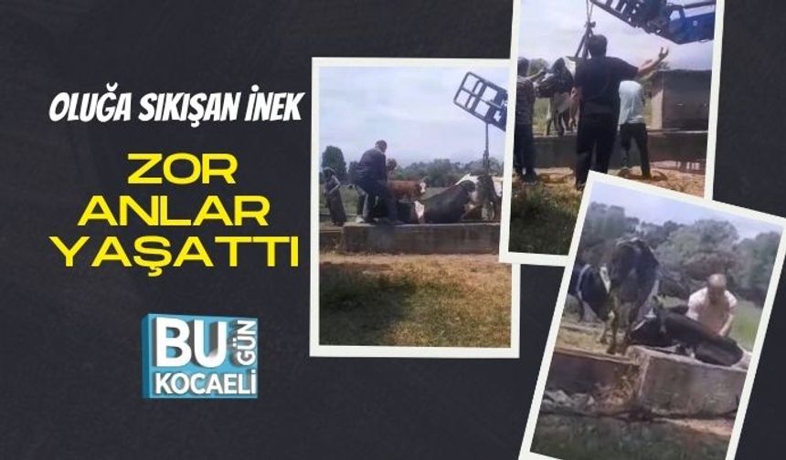 Oluğa Sıkışan İnek Zor Anlar Yaşattı