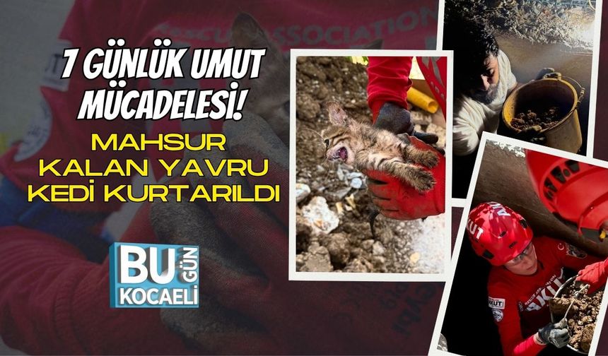 7 Günlük Umut Mücadelesi! Mahsur Kalan Yavru Kedi Kurtarıldı