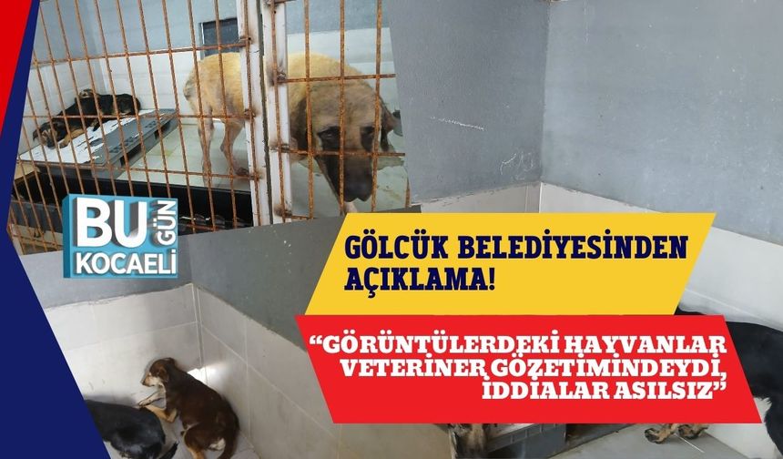 Gölcük Belediyesi'nden Açıklama: “Görüntülerdeki Hayvanlar Veteriner Gözetimindeydi, İddialar Asılsız”