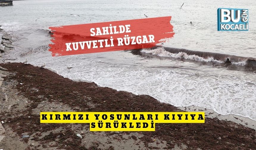 Sahilde Kuvvetli Rüzgar Kırmızı Yosunları Kıyıya Sürükledi