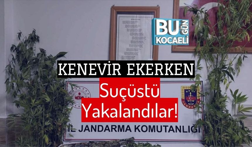 Kenevir Ekerken Suçüstü Yakalandılar!