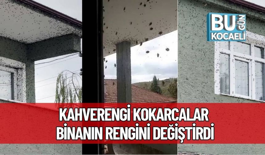 Şok Görüntü! Kahverengi Kokarcalar Binanın Rengini Değiştirdi