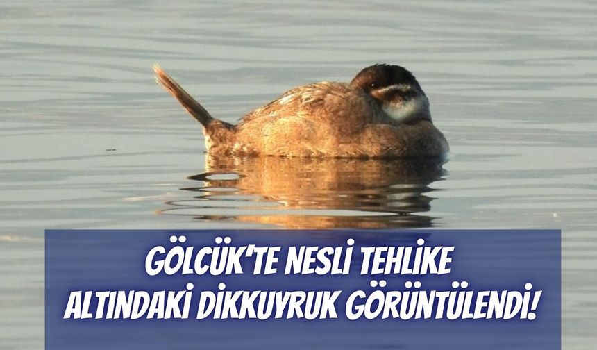Gölcük’te Nesli Tehlike Altındaki Dikkuyruk Görüntülendi!