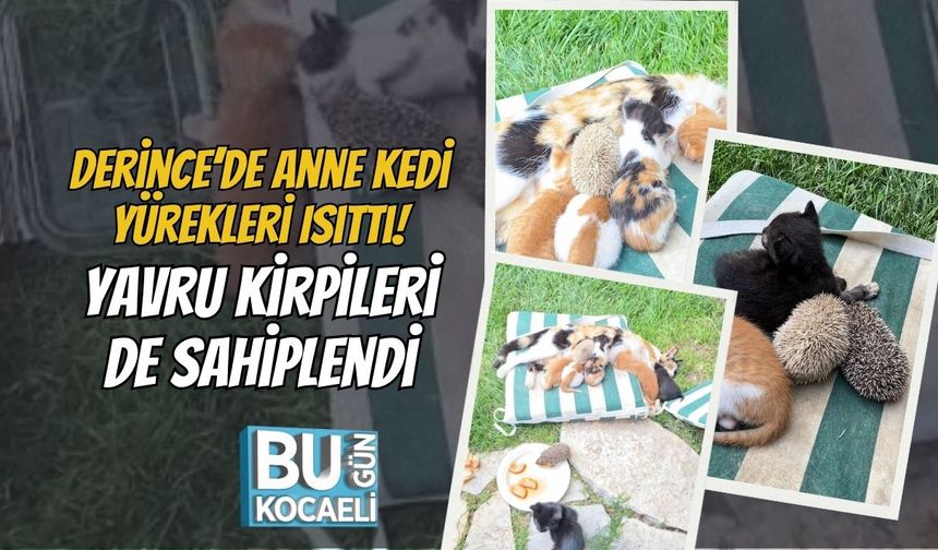 Derince’de Anne Kedi Yürekleri Isıttı! Yavru Kirpileri De Sahiplendi