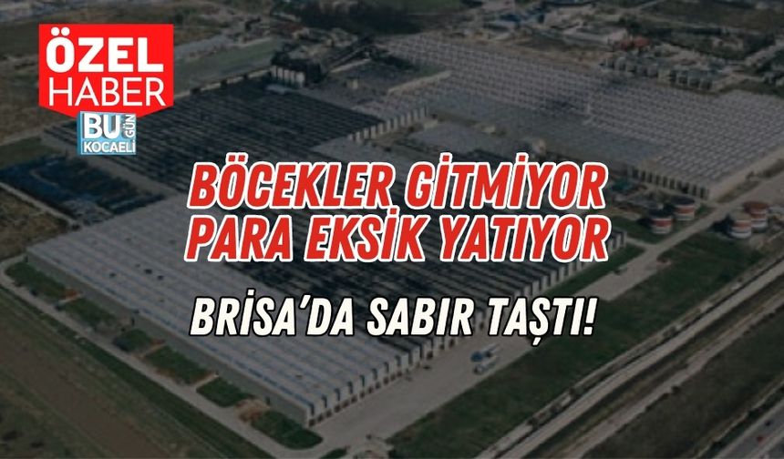 Böcekler Gitmiyor, Para Eksik Yatıyor: Brisa’da Sabır Taştı!