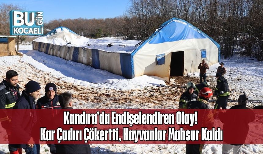 Kandıra’da Endişelendiren Olay! Kar Çadırı Çökertti, Hayvanlar Mahsur Kaldı