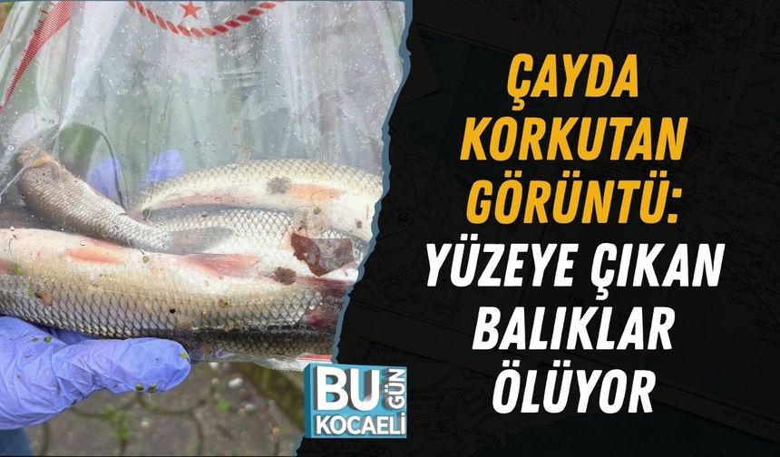 ÇAYDA KORKUTAN GÖRÜNTÜ: YÜZEYE ÇIKAN BALIKLAR ÖLÜYOR