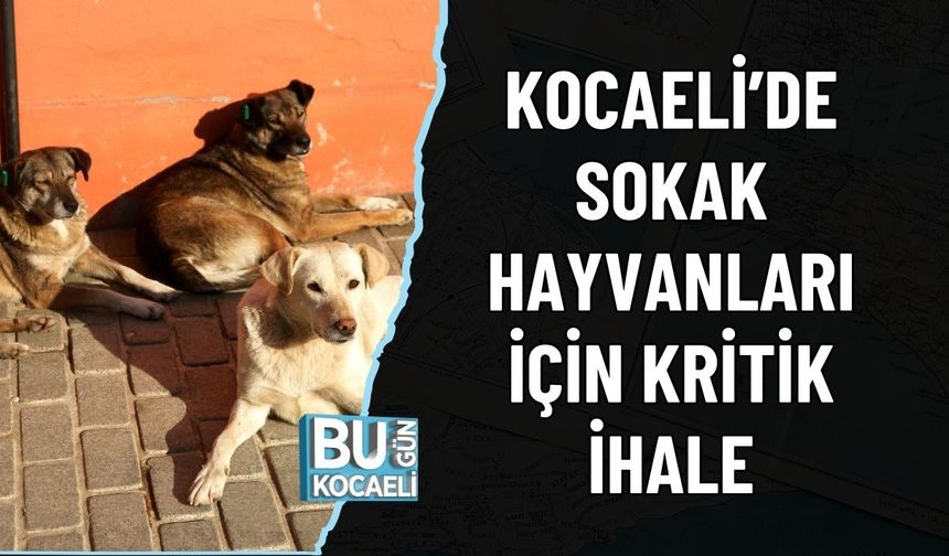KOCAELİ’DE SOKAK HAYVANLARI İÇİN KRİTİK İHALE