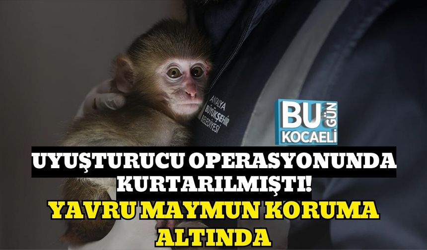 UYUŞTURUCU OPERASYONUNDA KURTARILMIŞTI!: YAVRU MAYMUN KORUMA ALTINDA