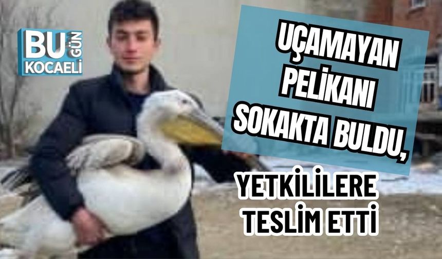 Uçamayan Pelikanı Sokakta Buldu, Yetkililere Teslim Etti