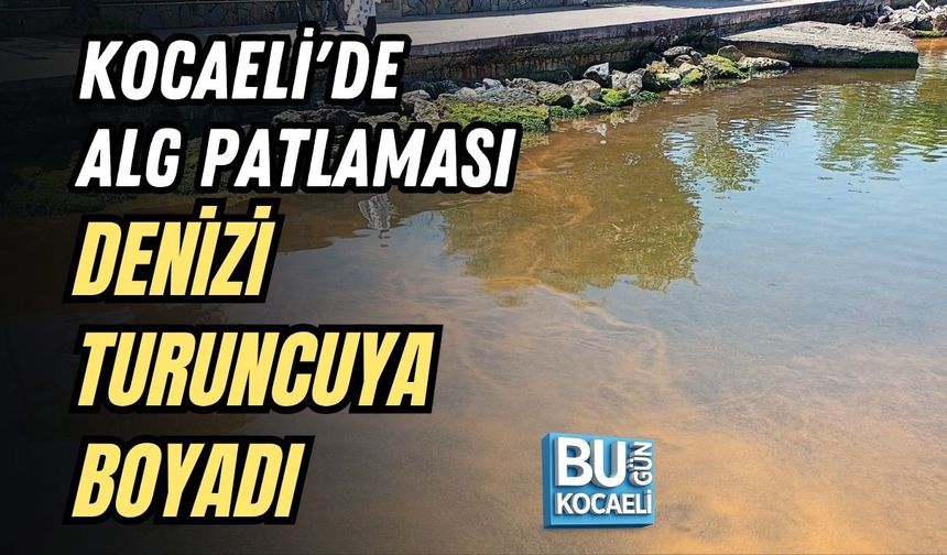 KOCAELİ'DE ALG PATLAMASI DENİZİ TURUNCUYA BOYADI