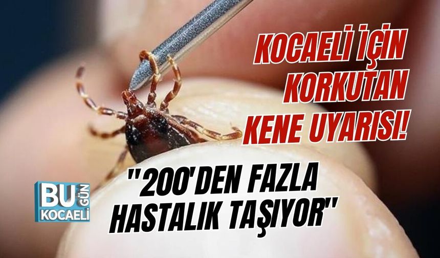 KOCAELİ İÇİN KORKUTAN KENE UYARISI! "200'DEN FAZLA HASTALIK TAŞIYOR"
