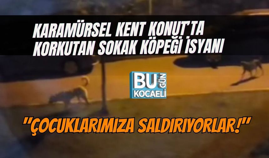 KARAMÜRSEL KENT KONUT’TA KORKUTAN SOKAK KÖPEĞİ İSYANI: "ÇOCUKLARIMIZA SALDIRIYORLAR!"