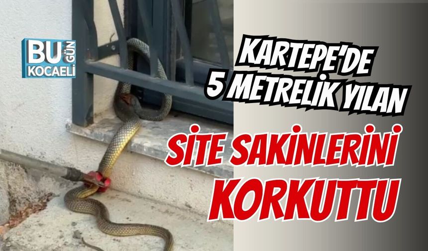 KARTEPE’DE 5 METRELİK YILAN PANİĞİ SİTE SAKİNLERİNİ KORKUTTU