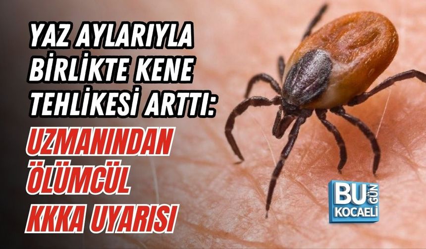 YAZ AYLARIYLA BİRLİKTE KENE TEHLİKESİ ARTTI: UZMANINDAN ÖLÜMCÜL KKKA UYARISI