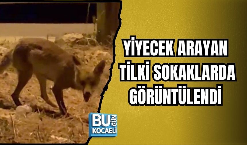 YİYECEK ARAYAN TİLKİ SOKAKLARDA GÖRÜNTÜLENDİ