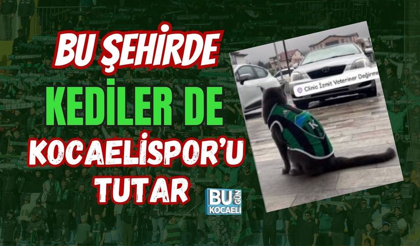 BU ŞEHİRDE KEDİLER DE KOCAELİSPOR’U TUTAR
