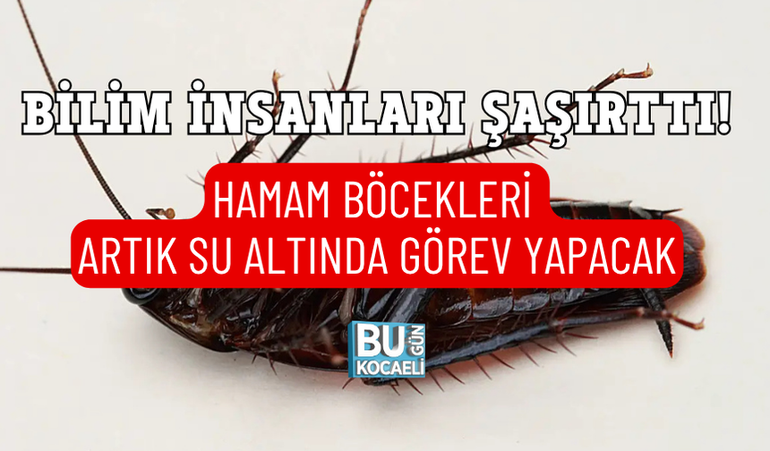 BİLİM İNSANLARI ŞAŞIRTTI! HAMAM BÖCEKLERİ ARTIK SU ALTINDA GÖREV YAPACAK
