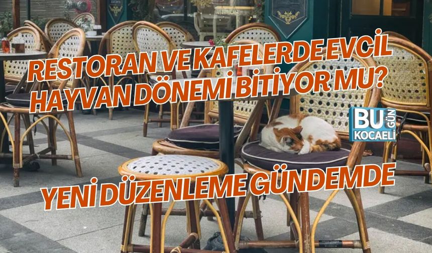 RESTORAN VE KAFELERDE EVCİL HAYVAN DÖNEMİ BİTİYOR MU? YENİ DÜZENLEME GÜNDEMDE