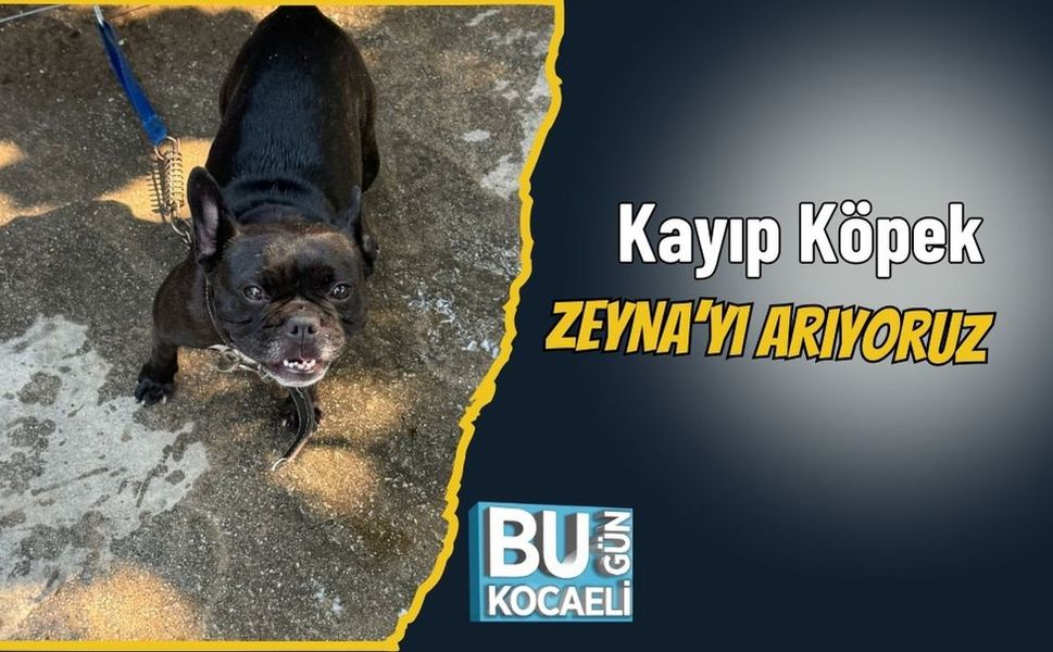 Kayıp Köpek ZEYNA’yı Arıyoruz