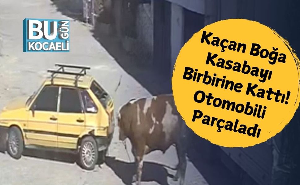 Kaçan Boğa Kasabayı Birbirine Kattı! Otomobili Parçaladı