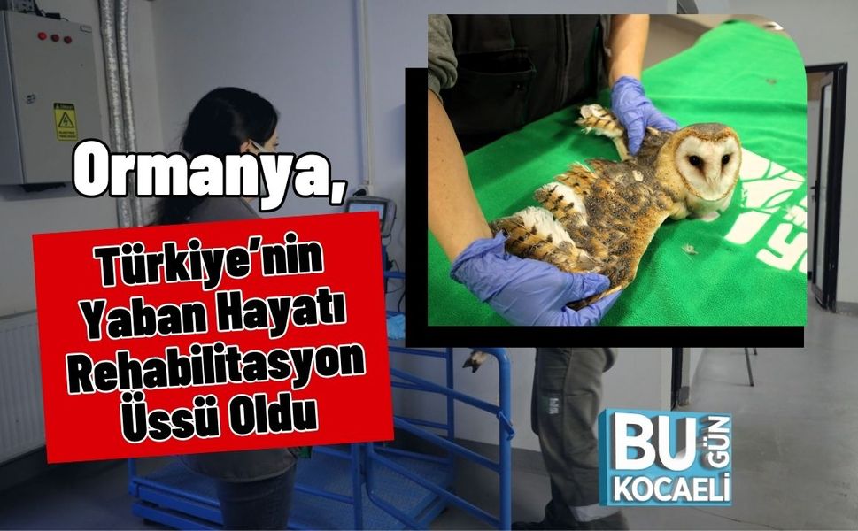 Ormanya, Türkiye’nin Yaban Hayatı Rehabilitasyon Üssü Oldu