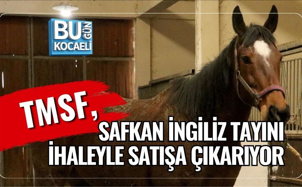 TMSF, SAFKAN İNGİLİZ TAYINI İHALEYLE SATIŞA ÇIKARIYOR