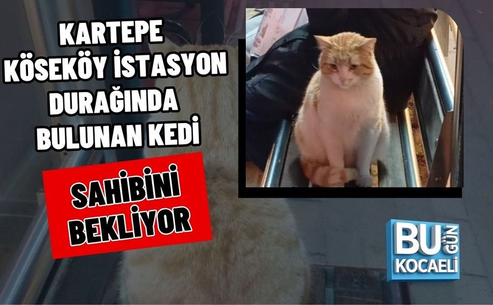 KARTEPE KÖSEKÖY İSTASYON DURAĞINDA BULUNAN KEDİ SAHİBİNİ BEKLİYOR