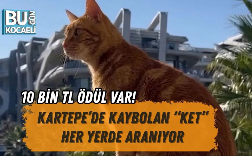 10 BİN TL ÖDÜL VAR! KARTEPE’DE KAYBOLAN “KET” HER YERDE ARANIYOR